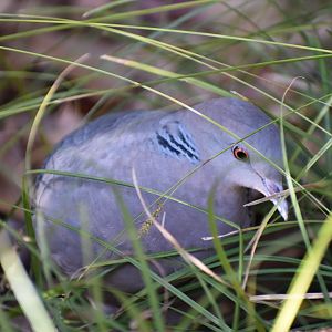 Wild Oriental Turtle Dove