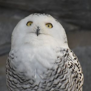 Snowy Owl