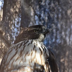 Japanese Mountain Hawk Eagle