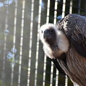 African White Backed Vulture