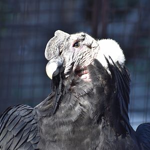 Andean Condor