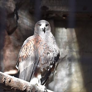 Harris Hawk