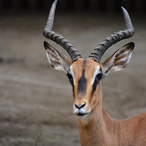 Black-faced impala (Aepyceros melampus petersi)