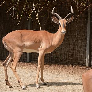 Black-faced impala (Aepyceros melampus petersi)