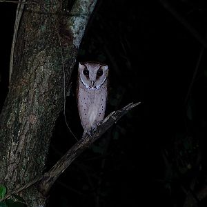 Oriental bay owl (Phodilus badius)