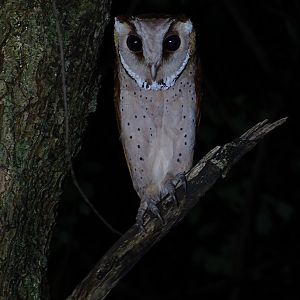 Oriental bay owl (Phodilus badius)