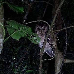 Collared scops owl (Otus lettia lettia)