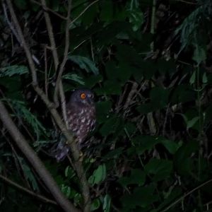 Brown bookbook (Ninox scutulata burmanica)