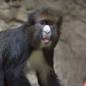Martin's putty-nosed guenon (Cercopithecus nictitans martini)