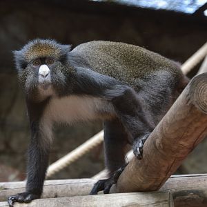 Martin's putty-nosed guenon (Cercopithecus nictitans martini)
