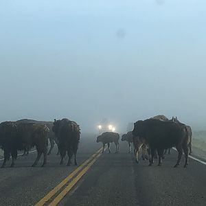 American bison traffic jam