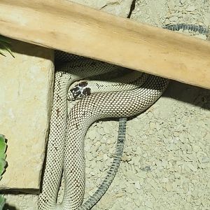 California kingsnake Breeding form (Lampropeltis getula californiae), 2023-05-15