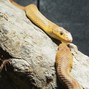 Yellow rat snakes (Pantherophis alleghaniensis), 2023-05-15