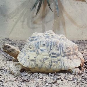 Leopard tortoise (Stigmochelys pardalis), 2023-05-15