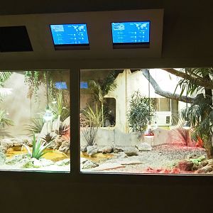 Leopard tortoise and Savanna monitor terrarium, 2023-05-15