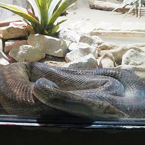 Amethystine python (Simalia amethistina), 2023-05-15