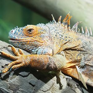 Green iguana (Iguana iguana), 2023-05-15
