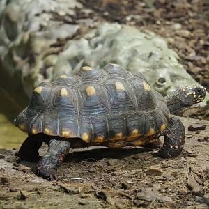 Red-footed tortoise (Chelonoidis carbonarius), 2023-05-15