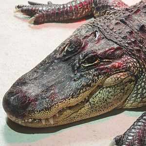 American alligator (Alligator mississippiensis), 2023-05-15