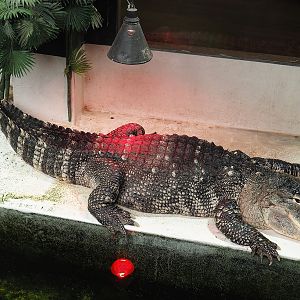 American alligator (Alligator mississippiensis), 2023-05-15