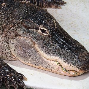 American alligator (Alligator mississippiensis), 2023-05-15
