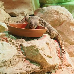 Egyptian mastigure (Uromastyx aegyptia), 2023-05-15