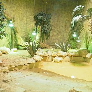 Marginated tortoise and Ocellated skink terrarium, 2023-05-15