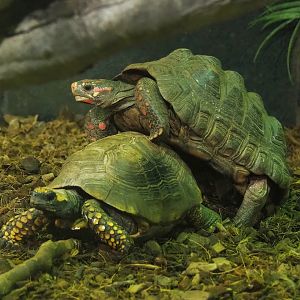 Red-footed tortoises (Chelonoidis carbonarius), 2023-05-15