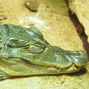 Colombia spectacled caiman (Caiman crocodilus crocodilus), 2023-05-15