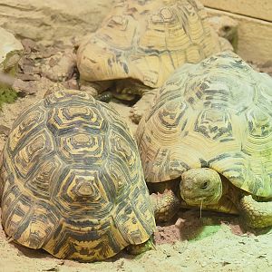 Mediterranean spur-thighed tortoise (Testudo graeca graeca) and Leopard tortoise (Stigmochelys pardalis), 2023-05-15