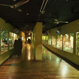 Visitor corridor and terrariums in the Mersus Emergo reptile house, 2023-05-15