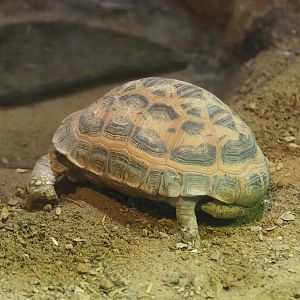 Malagasy spider tortoise (Pyxis arachnoides), 2023-05-15