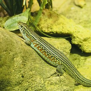 Ornate girdled lizard (Zonosaurus ornatus), 2023-05-15