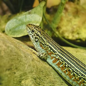 Ornate girdled lizard (Zonosaurus ornatus), 2023-05-15