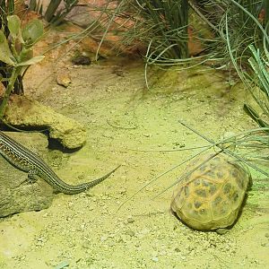 Ornate girdled lizard (Zonosaurus ornatus) and Malagasy spider tortoise (Pyxis arachnoides), 2023-05-15
