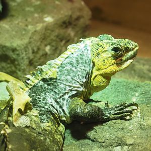 Utila spinytail iguana (Ctenosaura bakeri), 2023-05-15