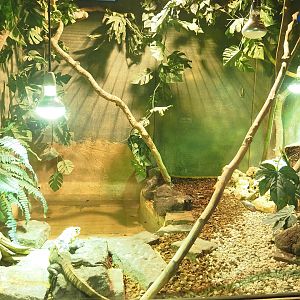 Utila spinytail iguana terrarium, 2023-05-15
