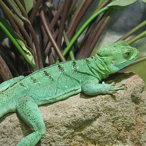 Female Plumed basilisk (Basiliscus plumifrons), 2023-05-15