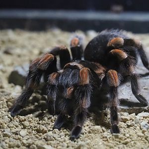 Mexican red-kneed tarantula (Brachypelma smithi), 2023-05-15