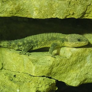 Tropical girdled lizard/Dwarf sungazer (Cordylus tropidosternum), 2023-05-15