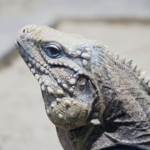 Cuban iguana (Cyclura nubila nubila), 2023-05-15