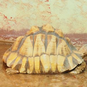 Ploughshare tortoise (Astrochelys yniphora), 2023-05-15