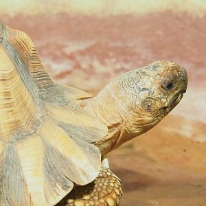 Ploughshare tortoise (Astrochelys yniphora), 2023-05-15
