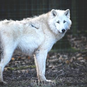 Arctic wolf