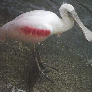 Roseate Spoonbill - Zooparc de Beauval - 08/2023