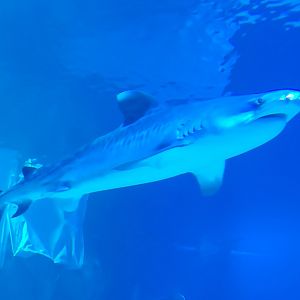 Tiger Shark(Galeocerdo cuvier)