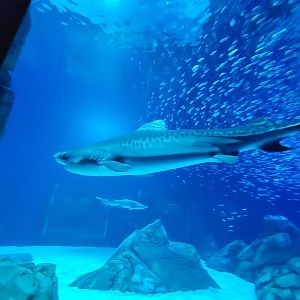 Tiger Shark(Galeocerdo cuvier) - December 2023