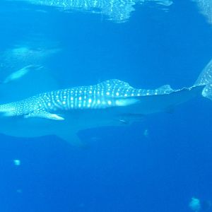 Whale Shark(Rhincodon typus) december 2023
