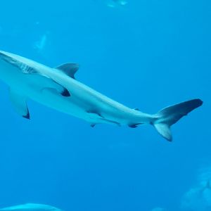 Silky Shark(Carcharhinus falciformis) - december 2023
