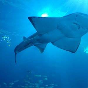 Shark Ray(Rhina ancylostoma) - dec 2023